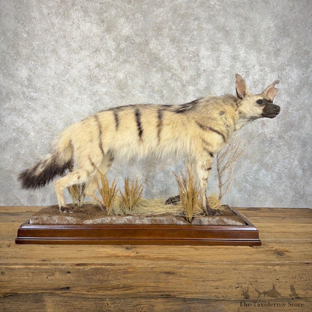 African Aardwolf Mount For Sale #29894 @ The Taxidermy Store