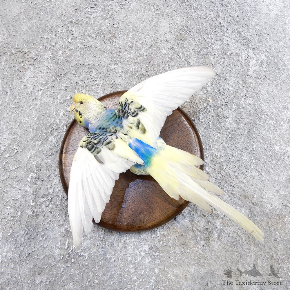 Parakeet Bird Mount For Sale #18590 @ The Taxidermy Store