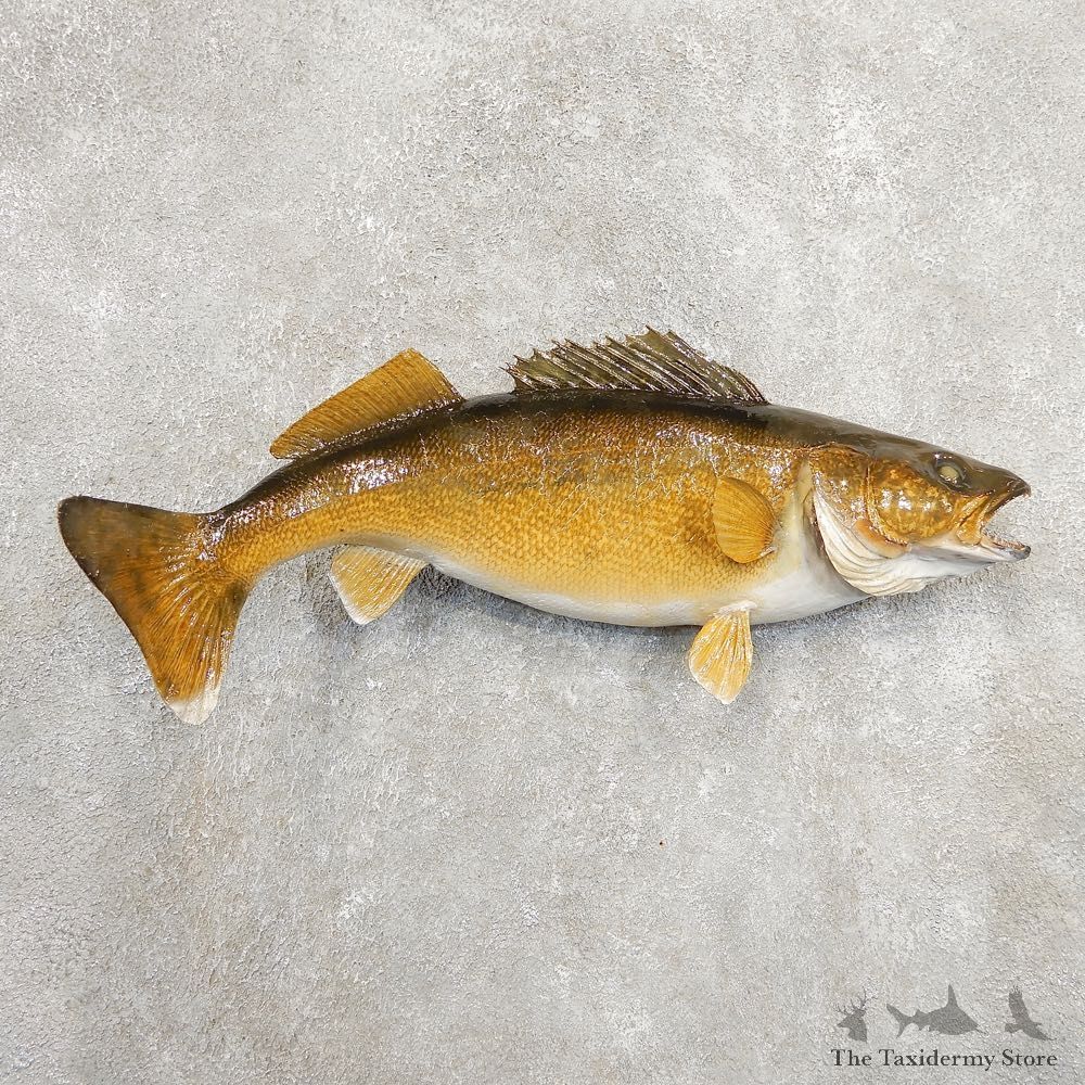 Walleye Taxidermy Fish Mount #20887 For Sale @ The Taxidermy Store