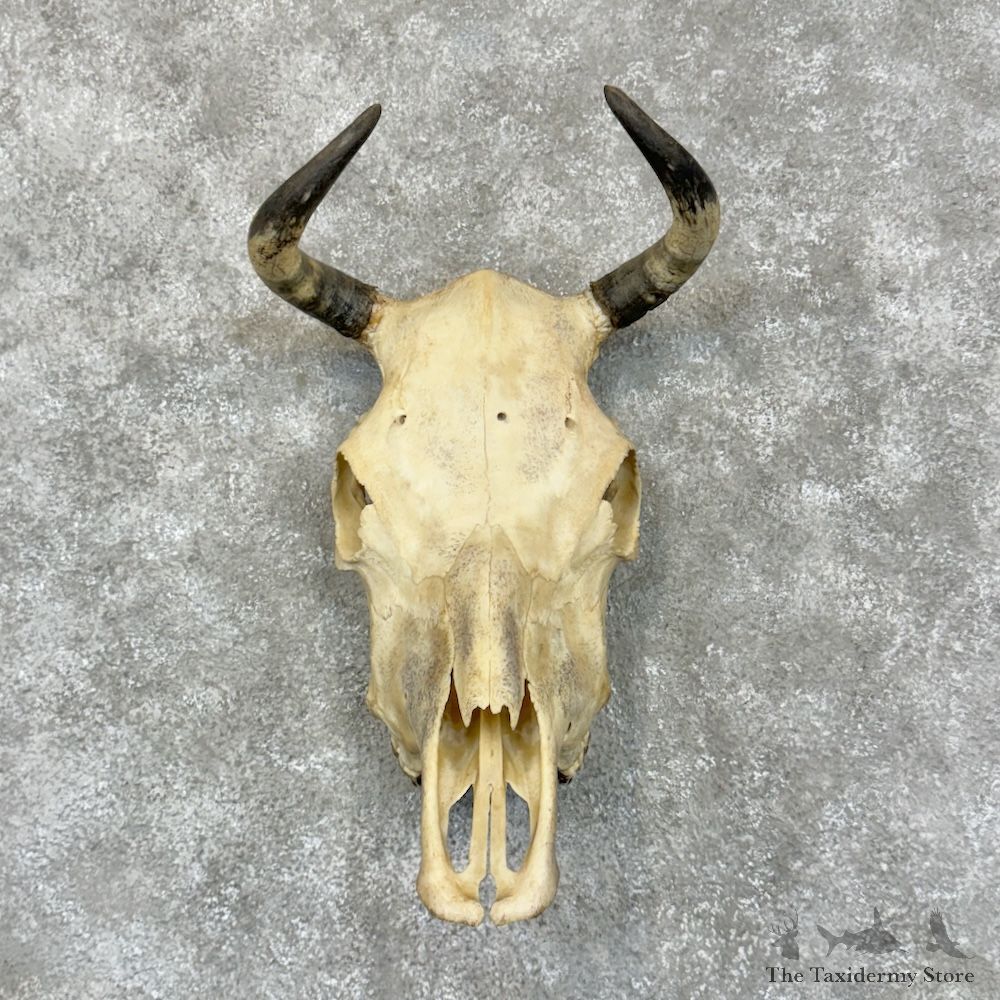 Cow Skull European Mount For Sale #29464 @ The Taxidermy Store