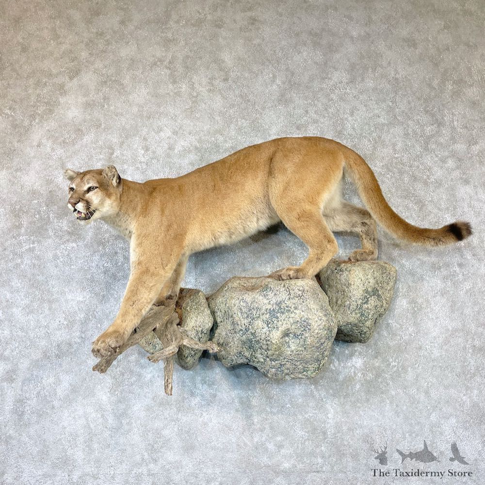 Mountain Lion Life-Size Mount For Sale #26524 @ The Taxidermy Store