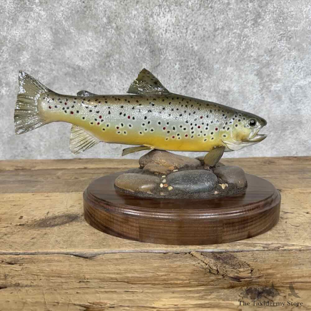 Brown Trout Fish Mount For Sale #31426 @ The Taxidermy Store