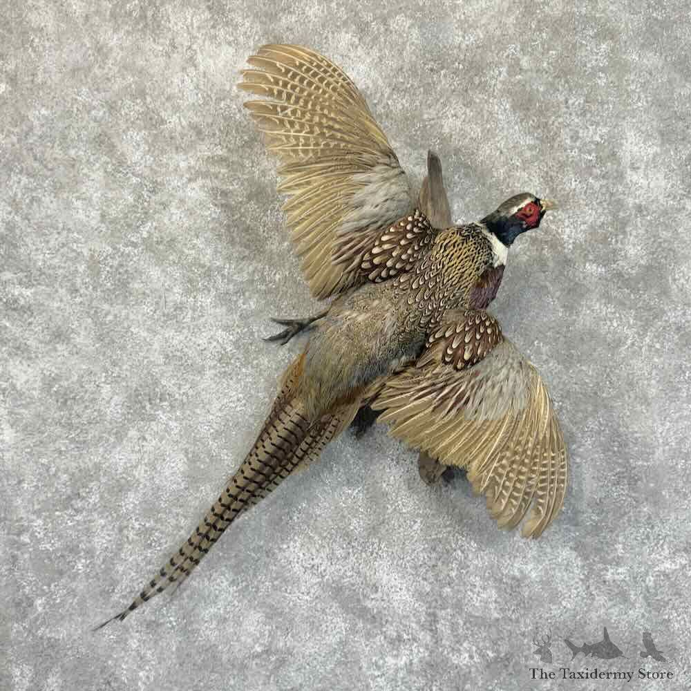 Ringneck Pheasant Bird Mount For Sale #30555 @ The Taxidermy Store