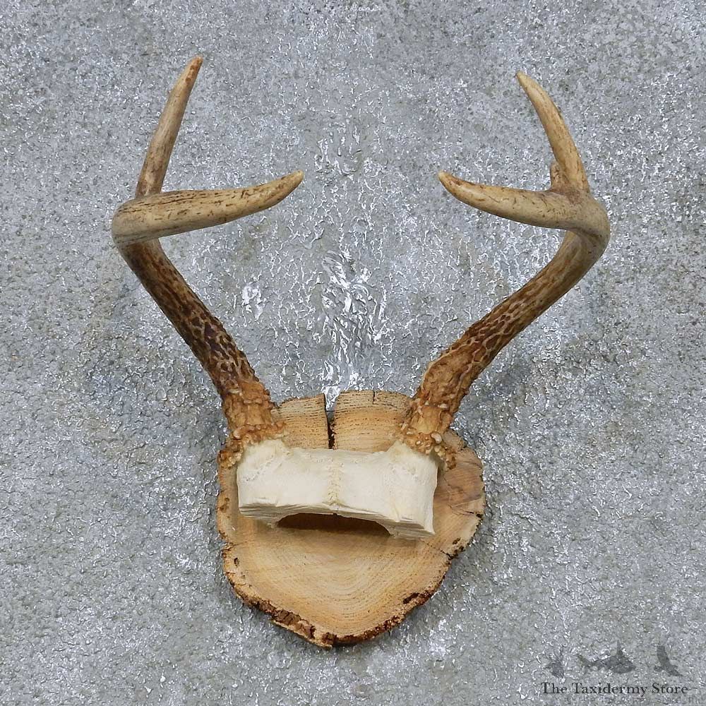 Whitetail Deer Antler Plaque Mount For Sale #14735 @ The Taxidermy Store
