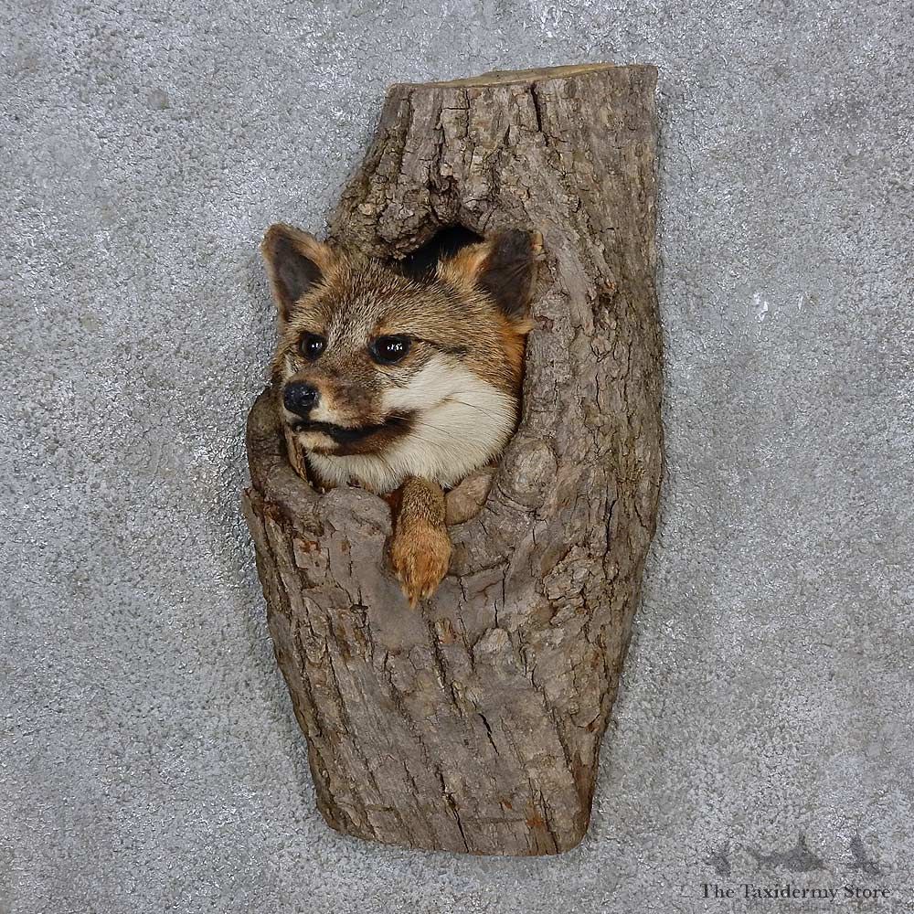 Gray Fox in a Log Head Mount For Sale #15228 @ The Taxidermy Store