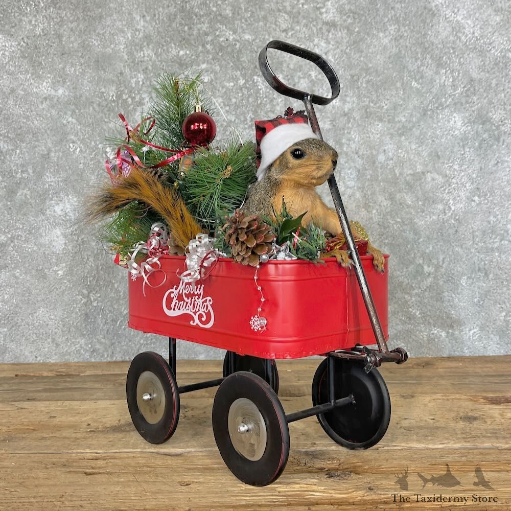 Fox Squirrel Life Size Novelty Mount For Sale #27611 @ The Taxidermy Store