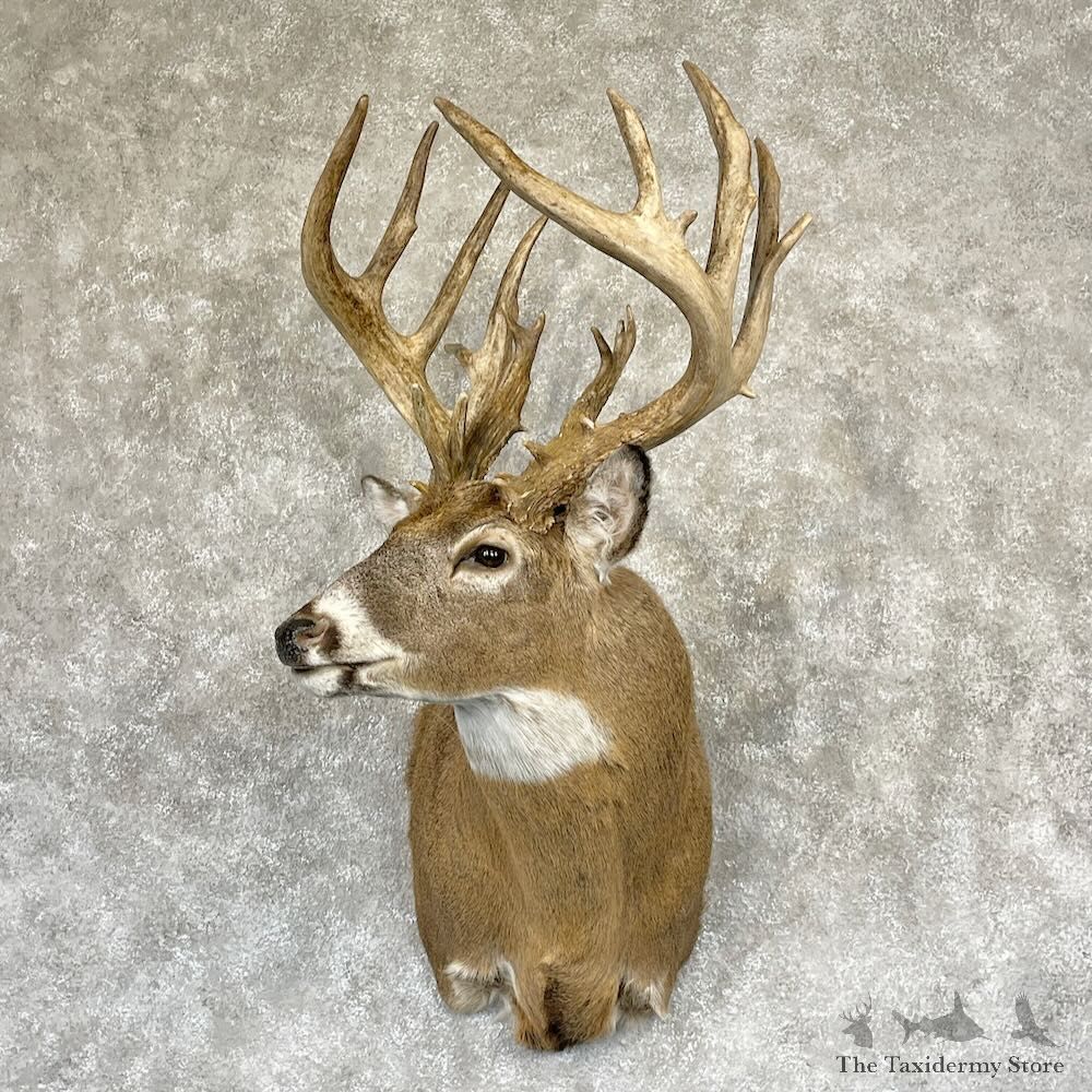 Whitetail Deer Shoulder Mount For Sale #28146 - The Taxidermy Store