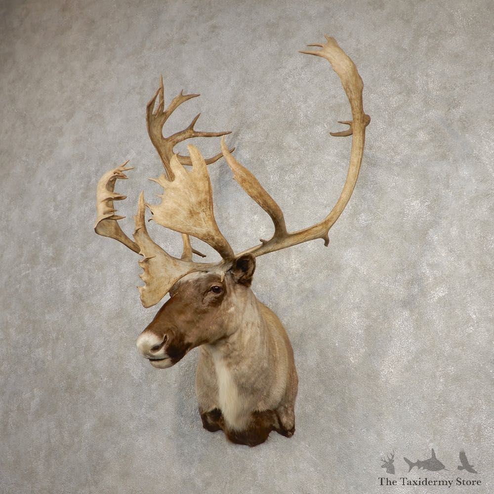 Caribou Shoulder Mount For Sale #20466 @ The Taxidermy Store