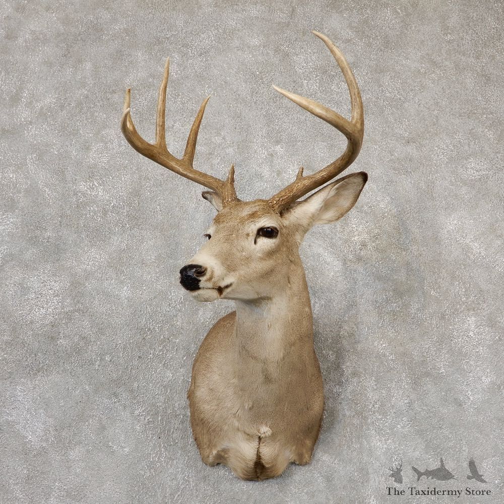 Whitetail Deer Shoulder Mount For Sale #18821 @ The Taxidermy Store