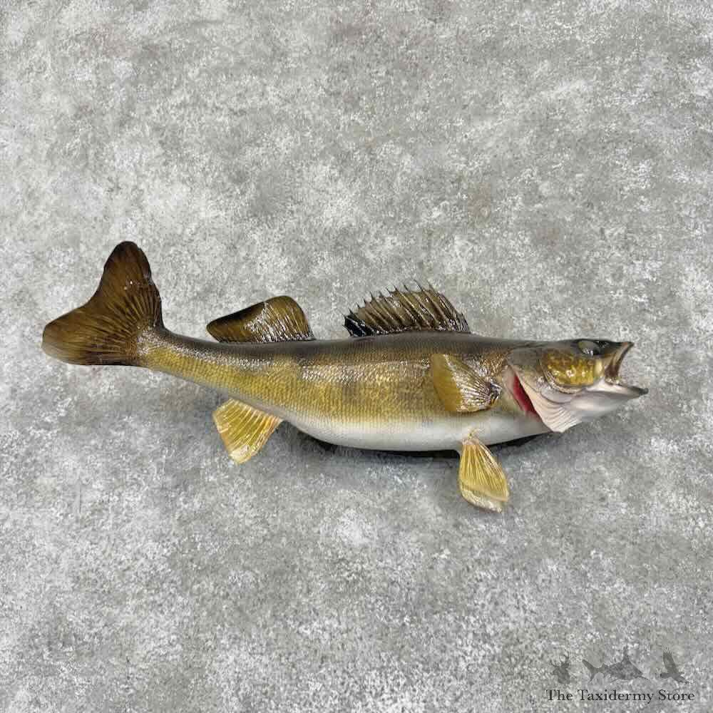 Walleye Fish Mount For Sale #31682 @ The Taxidermy Store