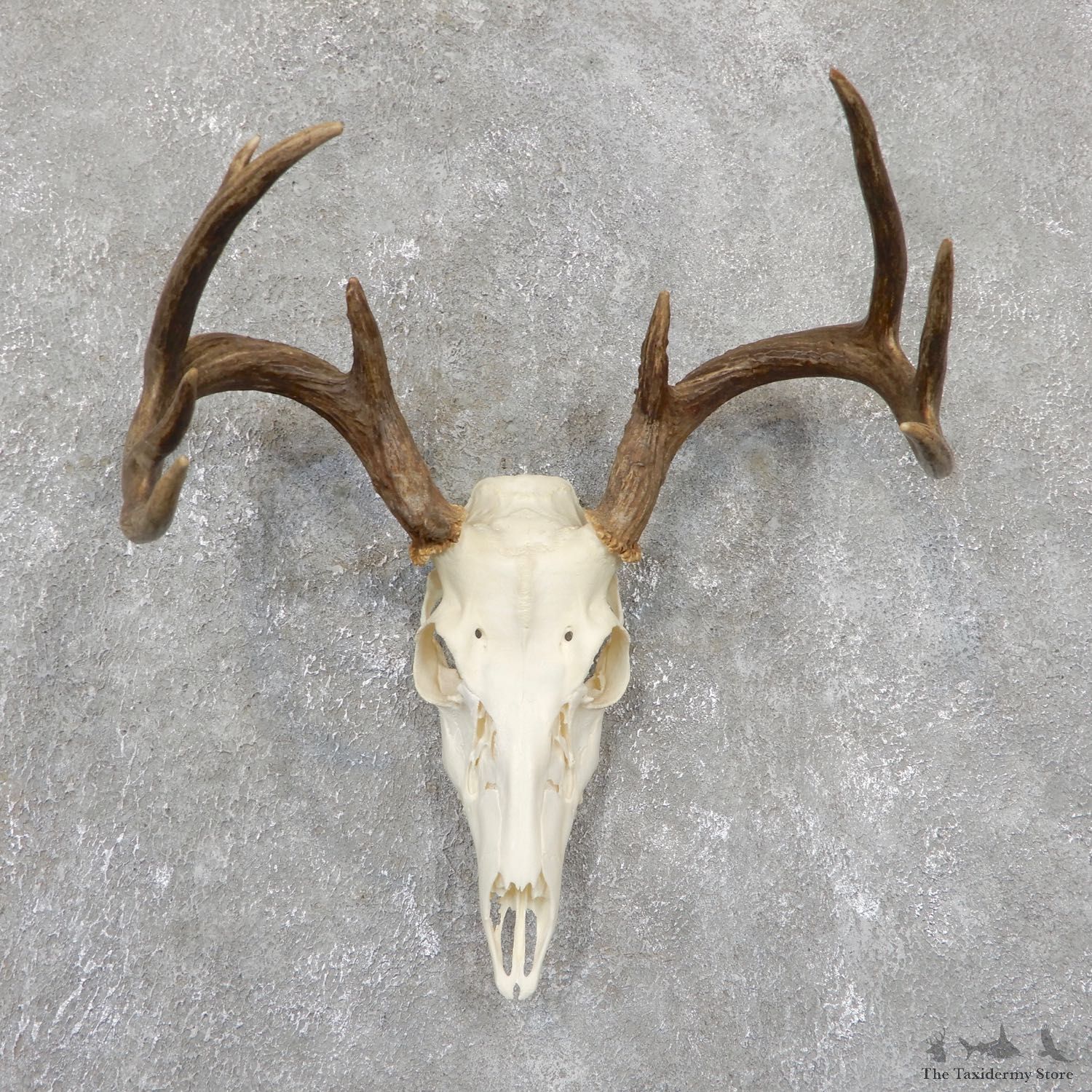 Whitetail Deer Skull European Mount For Sale #19508 @ The Taxidermy Store