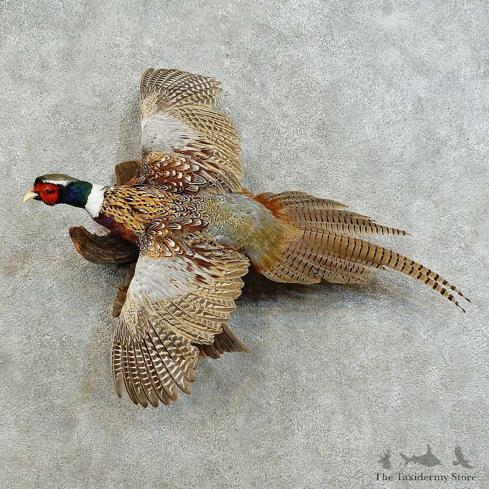 Ringneck Pheasant Bird Mount For Sale #16173 @ The Taxidermy Store
