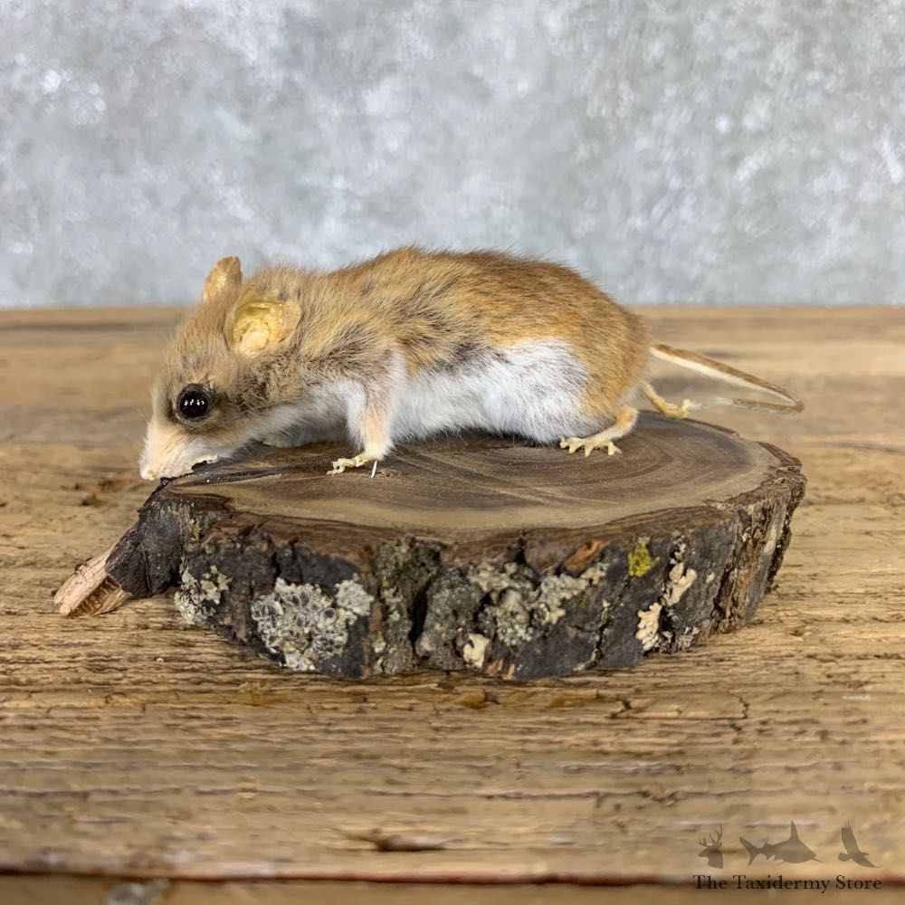 Mouse Life-Size Mount For Sale #21568 @ The Taxidermy Store