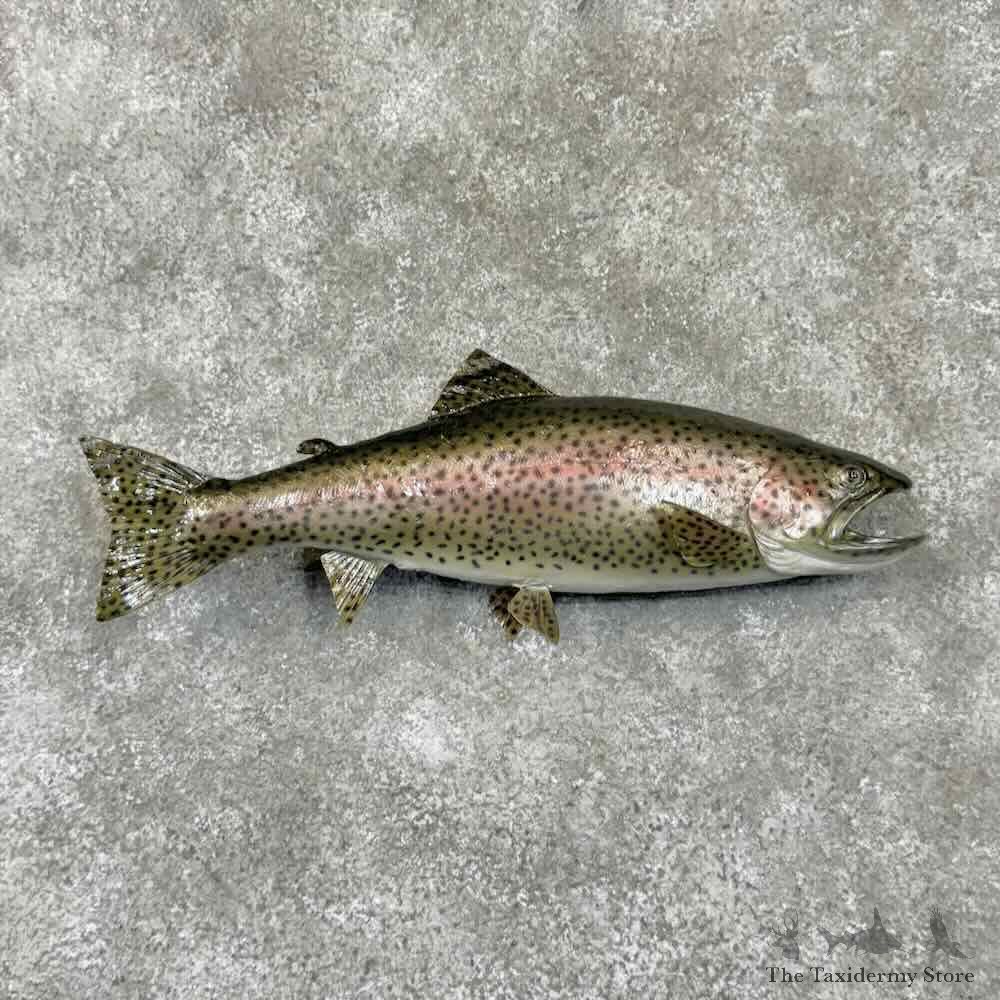 Rainbow Trout Fish Mount For Sale #30985 @ The Taxidermy Store