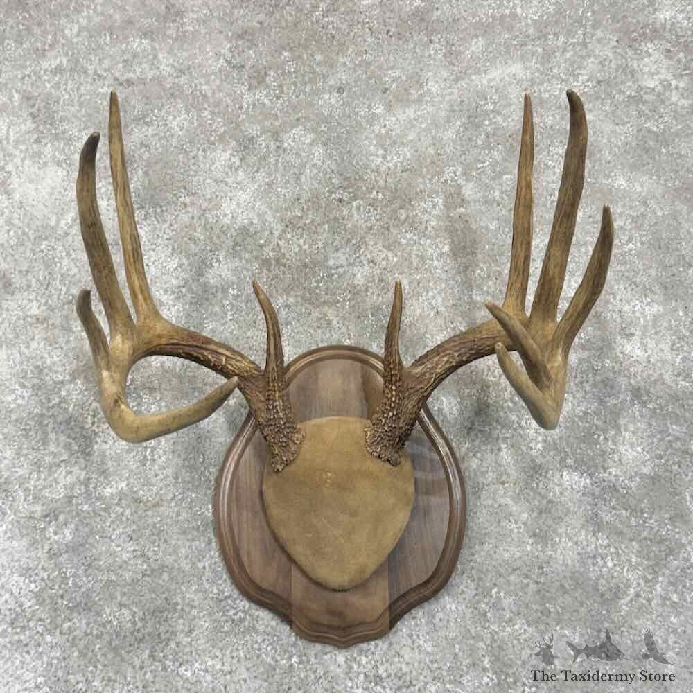Whitetail Deer Antler Plaque Mount For Sale #30647 @ The Taxidermy Store