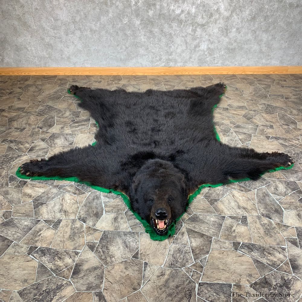 Black Bear Full-Size Rug For Sale #21179 @ The Taxidermy Store