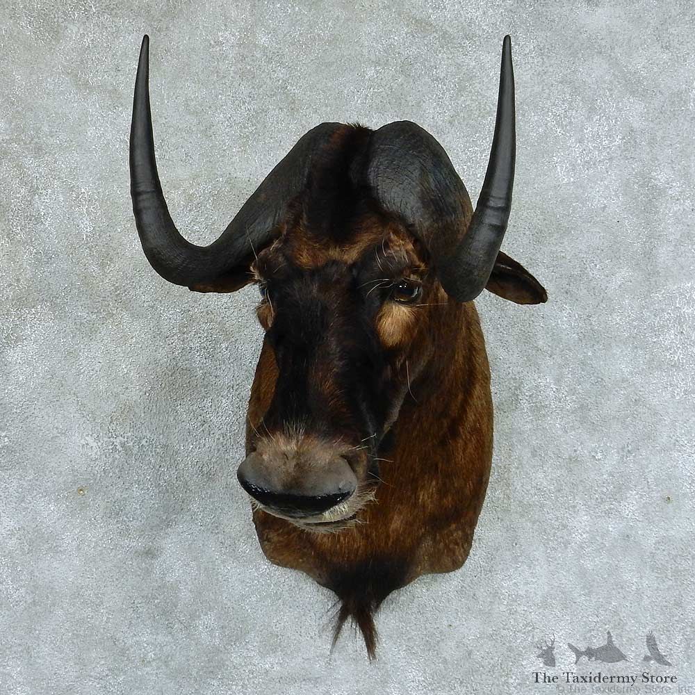 Black Wildebeest Shoulder Taxidermy Mount #13369 For Sale @ The Taxidermy Store
