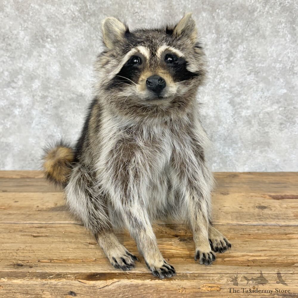 Raccoon Life-Size Mount For Sale #29097 @ The Taxidermy Store