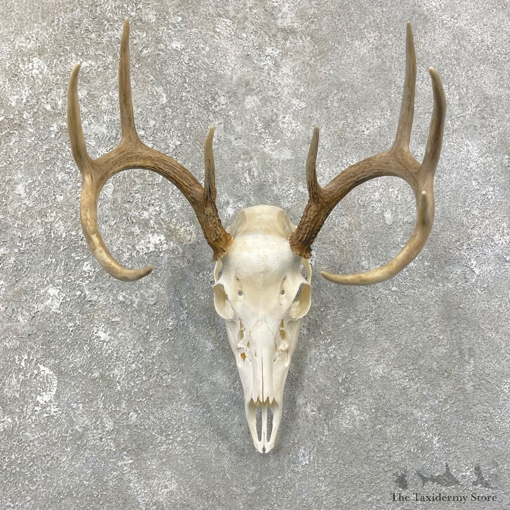 Whitetail Deer Skull European Mount For Sale #25172 @ The Taxidermy Store