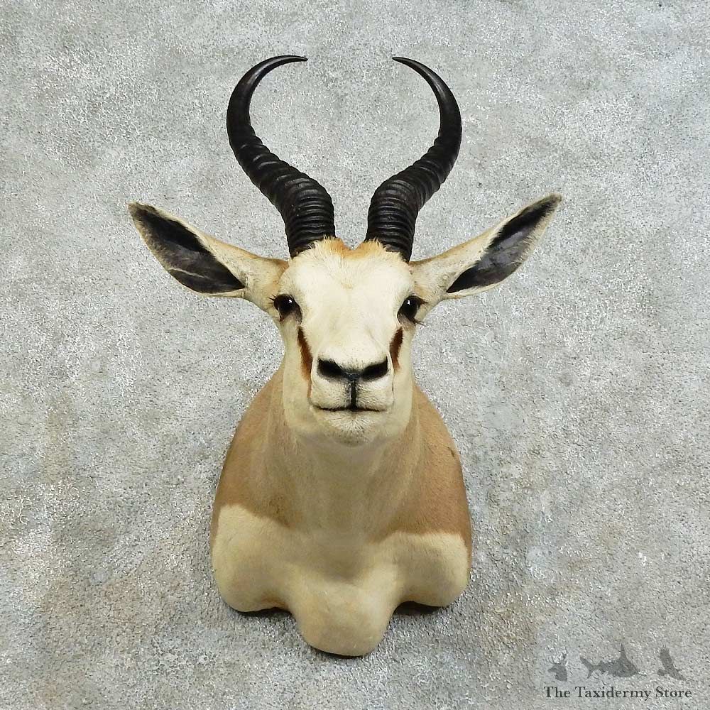 African Springbok Shoulder Mount For Sale #16141 @ The Taxidermy Store