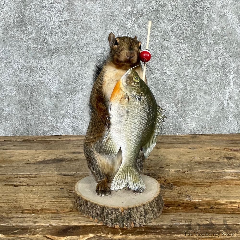 Fishing Squirrel Novelty Mount For Sale #24037 @ The Taxidermy Store