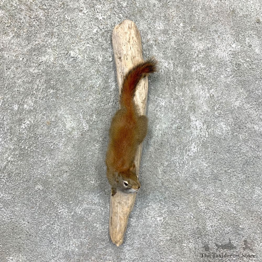 Red Squirrel Life-Size Taxidermy Mount For Sale #23578 @ The Taxidermy Store