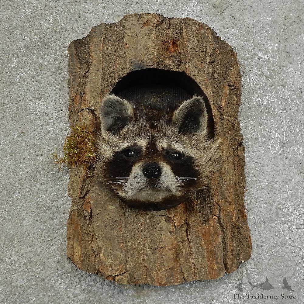 Raccoon Head Novelty Mount For Sale #16860 @ The Taxidermy Store