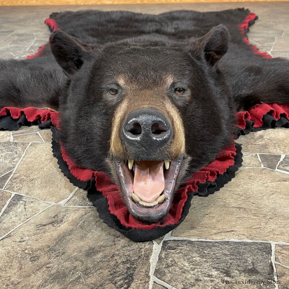Black Bear Full-Size Rug For Sale #27848 @ The Taxidermy Store