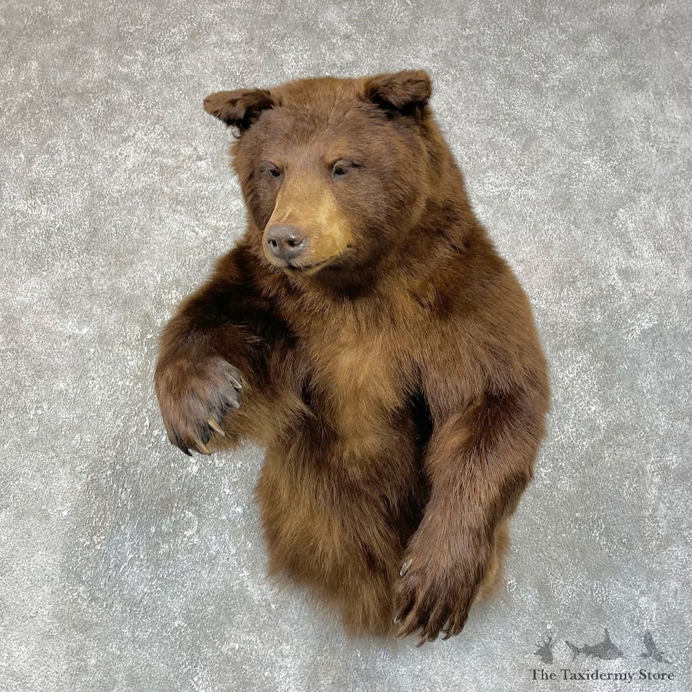 Chocolate Phase Black Bear Half-Life-Size Mount For Sale #25668 @ The Taxidermy Store