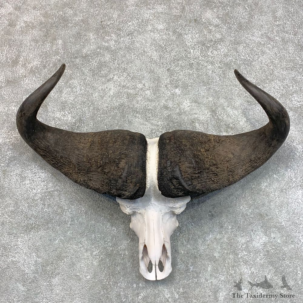 Cape Buffalo Skull Taxidermy Mount For Sale #22783 For Sale @ The Taxidermy Store