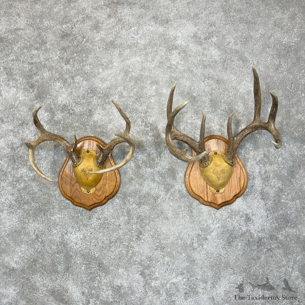 Whitetail Deer Antler Plaque Pair For Sale #29427 @ The Taxidermy Store