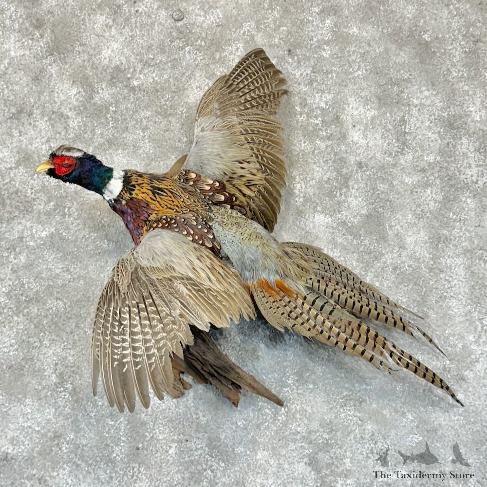 Ringneck Pheasant Bird Mount For Sale #29147 @ The Taxidermy Store