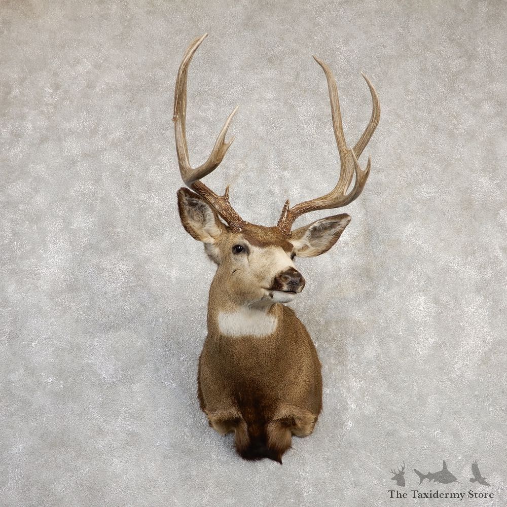 Mule Deer Shoulder Mount For Sale #20257 @ The Taxidermy Store