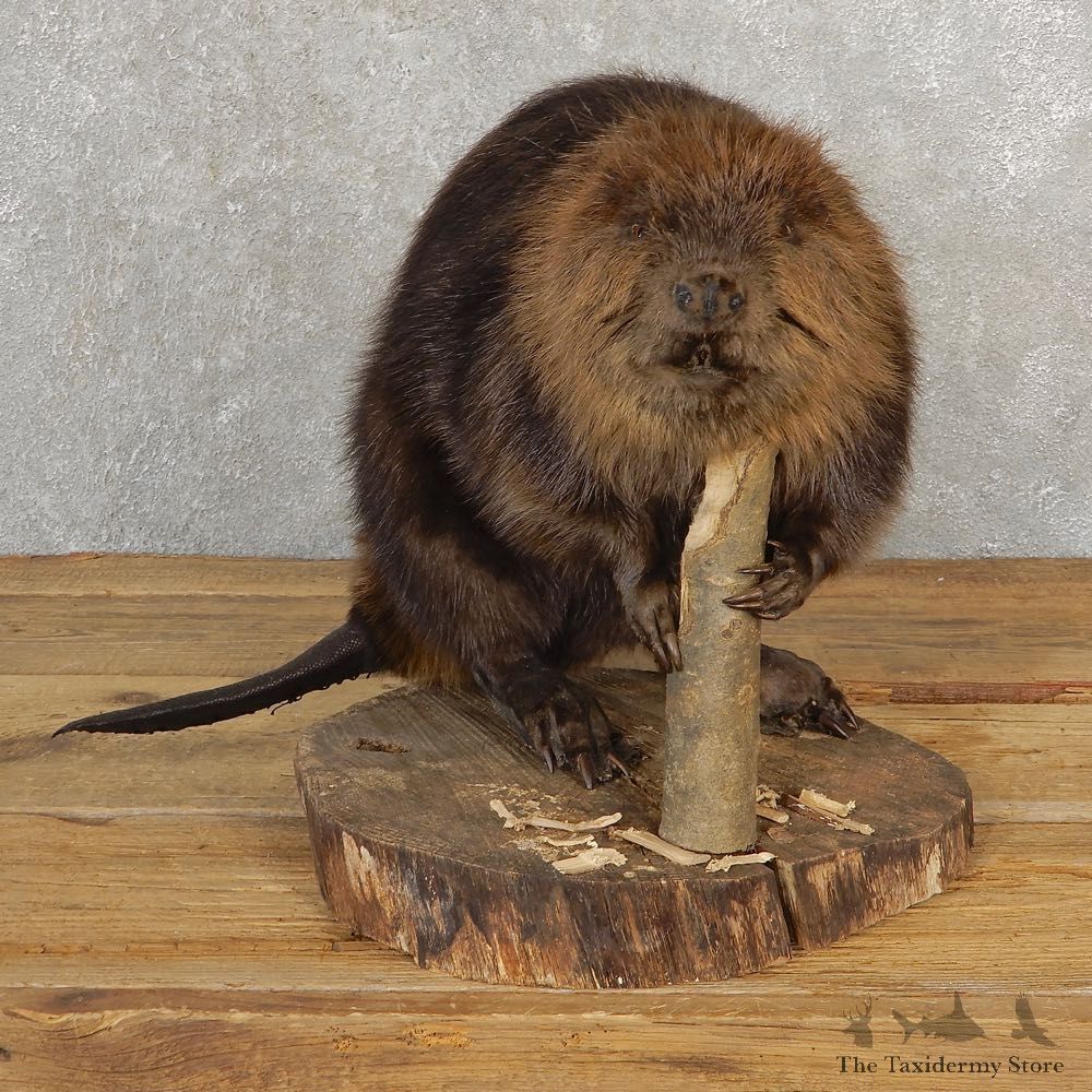 North American Beaver Mount For Sale #21118 @ The Taxidermy Store