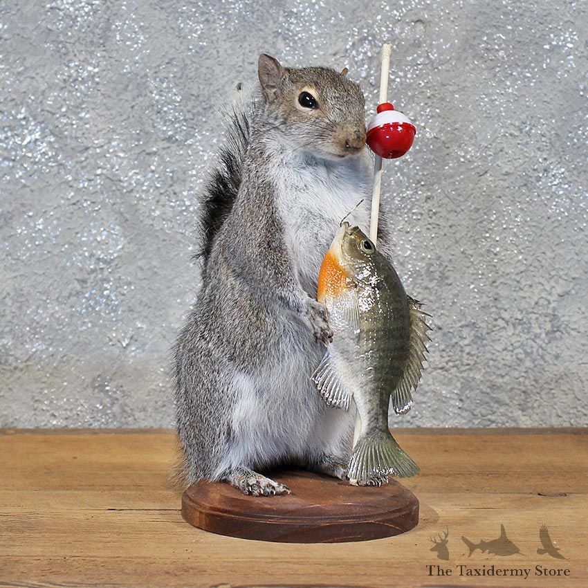 Novelty Fishing Squirrel Mount #11934 For Sale @ The Taxidermy Store