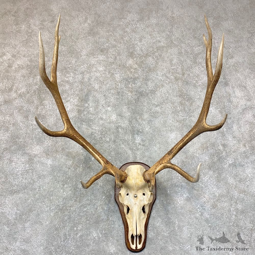 Rocky Mountain Elk Plaque Mount For Sale #22768 @ The Taxidermy Store