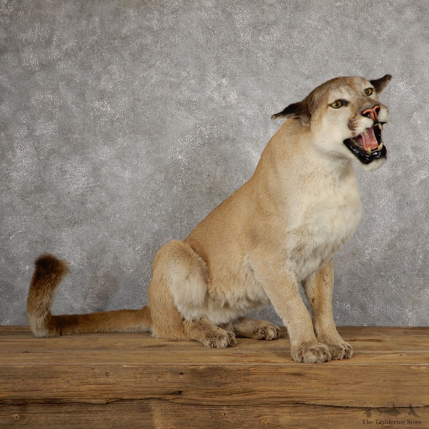 Mountain Lion Life-Size Mount For Sale #19040 @ The Taxidermy Store