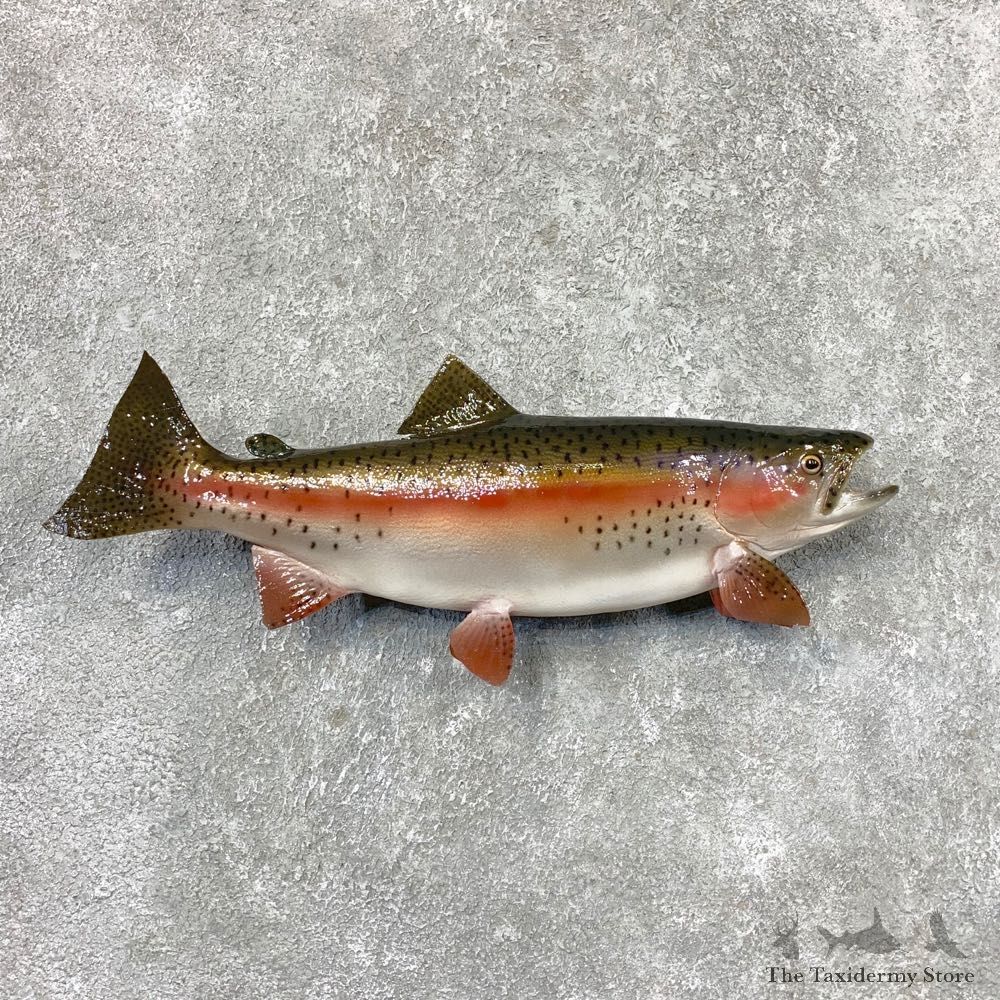 Rainbow Trout Fish Mount For Sale #22315 @ The Taxidermy Store