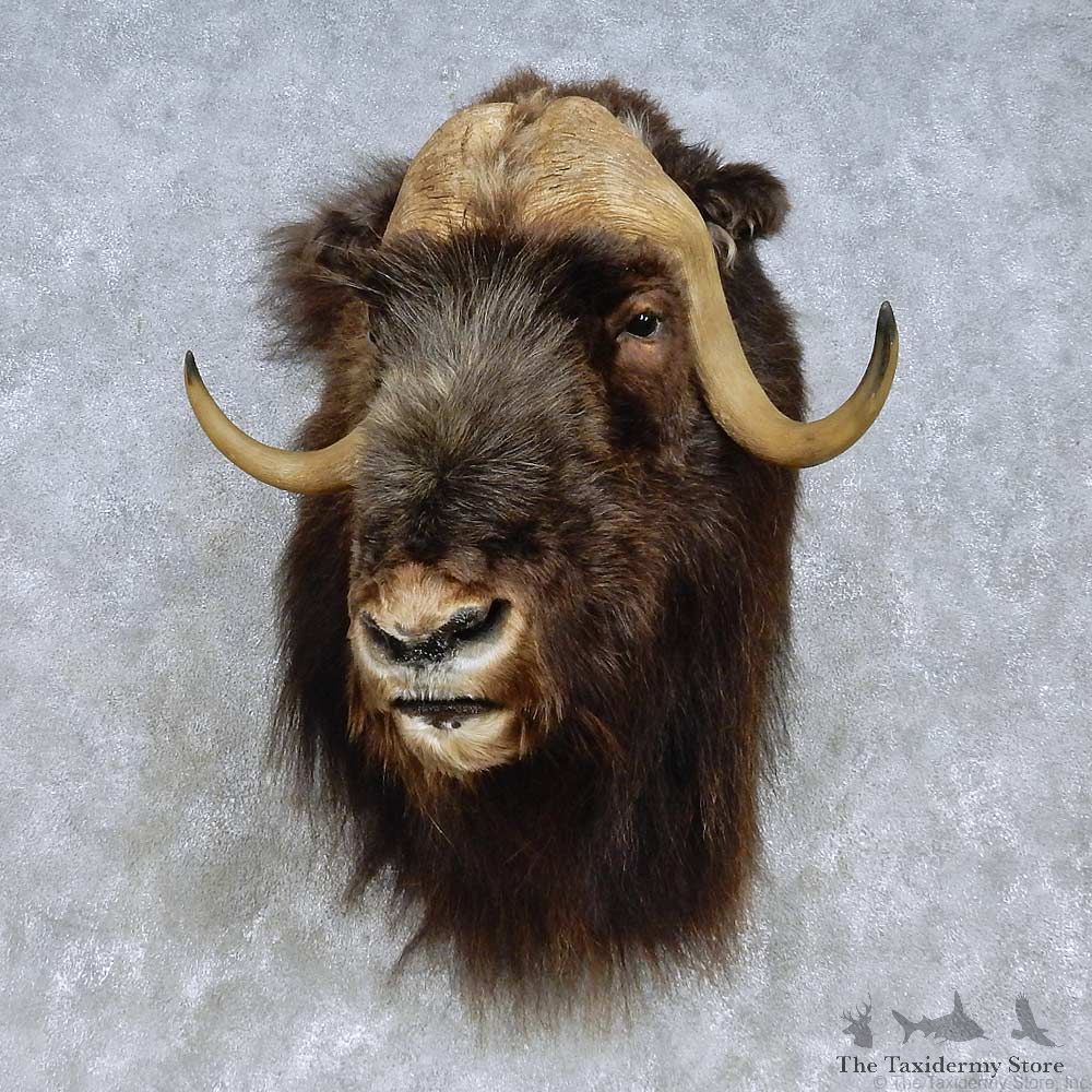 Greenland Muskox Shoulder Mount For Sale #15093 @ The Taxidermy Store
