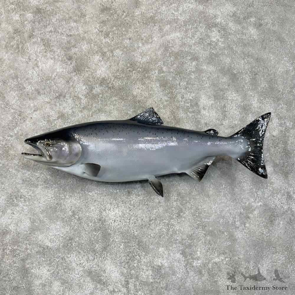King Chinook Salmon Fish Mount For Sale #30447 @ The Taxidermy Store