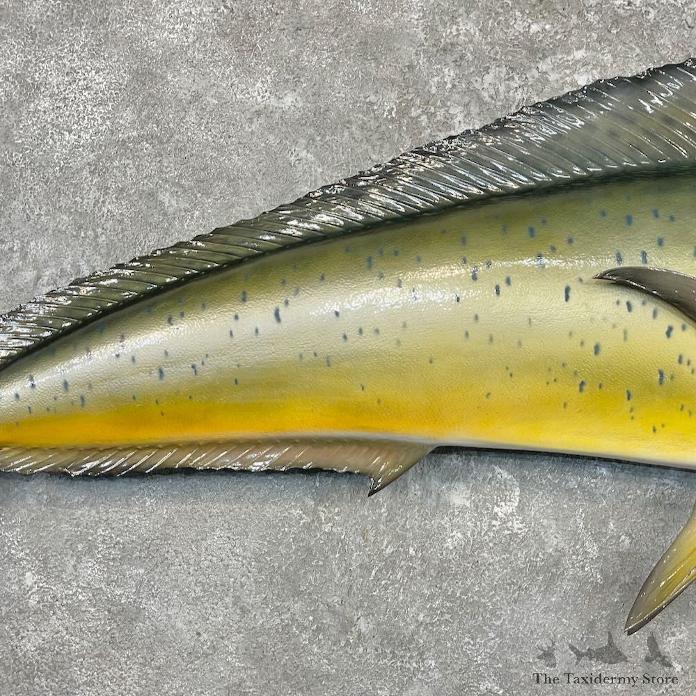 Reproduction Mahi Mahi Fish Mount For Sale #27698 @ The Taxidermy Store