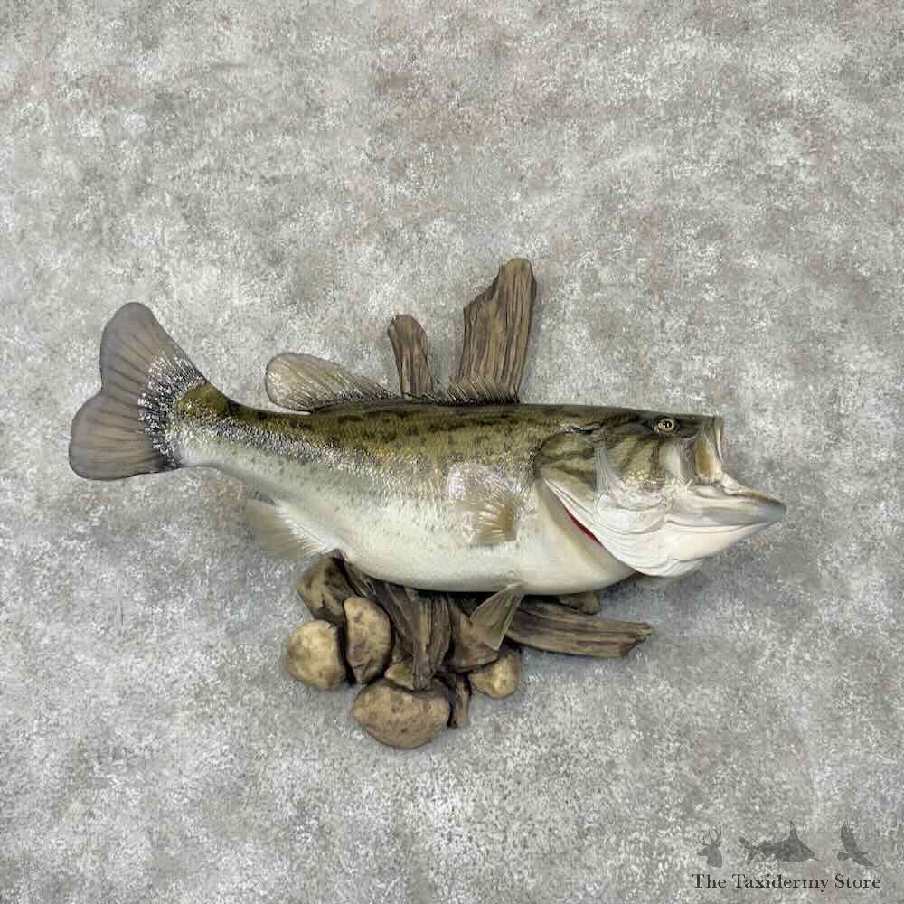 Largemouth Bass Fish Mount For Sale #30395 @ The Taxidermy Store