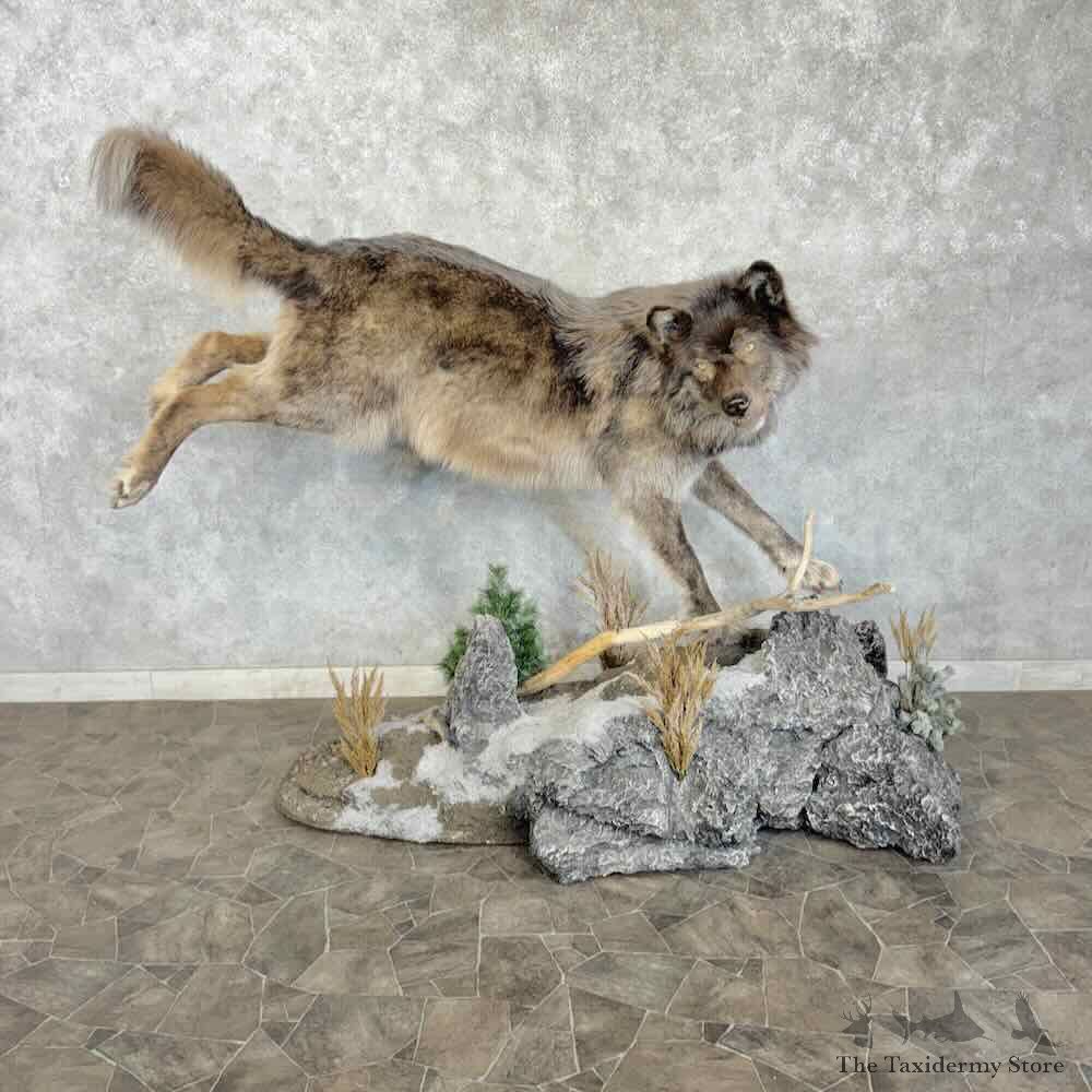 Alaskan Gray Wolf Life Size Mount For Sale #31782 @ The Taxidermy Store