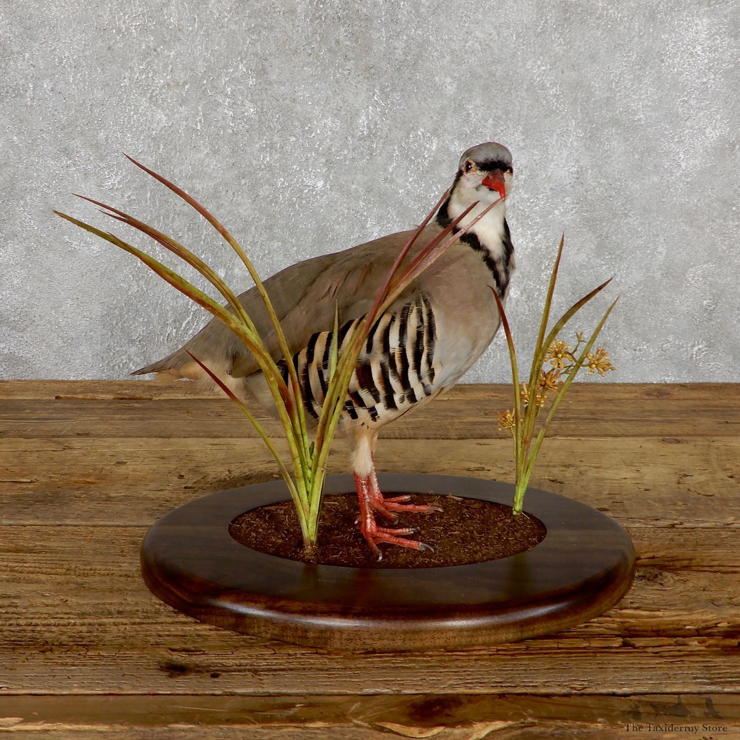Chukar Taxidermy Mount For Sale 19492 @ The Taxidermy Store