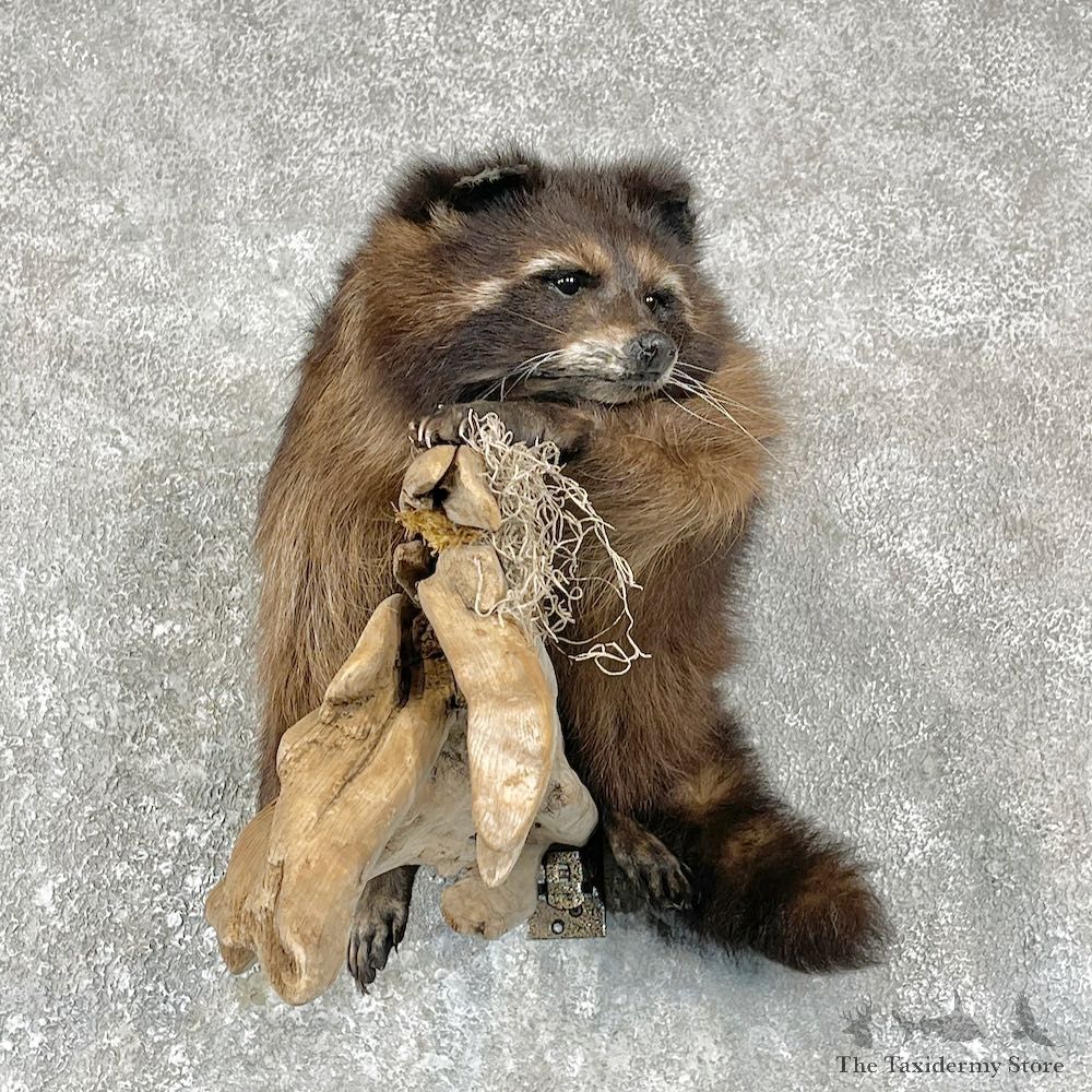 Wall-Hanging Raccoon Mount For Sale #25850 @ The Taxidermy Store