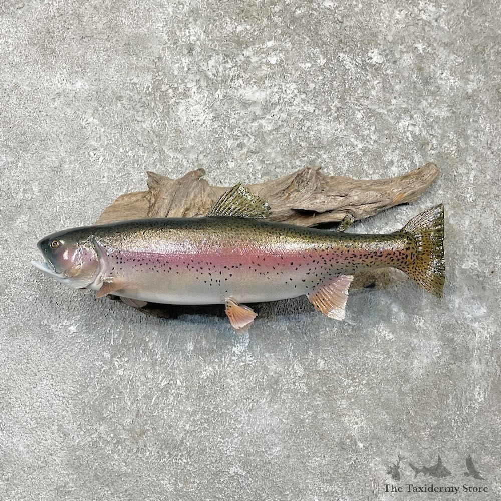 Rainbow Trout Fish Mount For Sale #27236 @ The Taxidermy Store