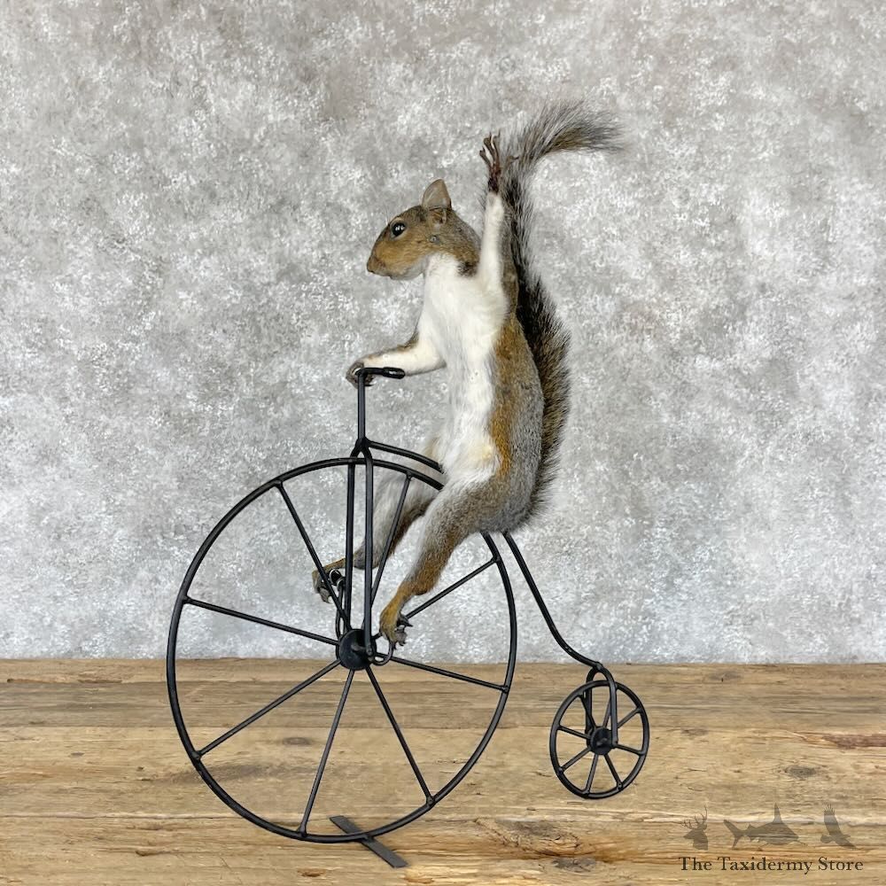 Novelty Grey Squirrel Mount For Sale #28217 @ The Taxidermy Store