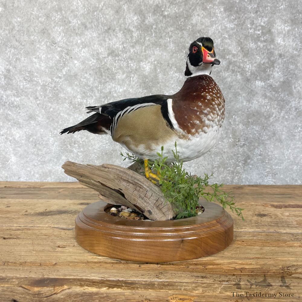 Wood Duck Bird Mount For Sale #28537 - The Taxidermy Store