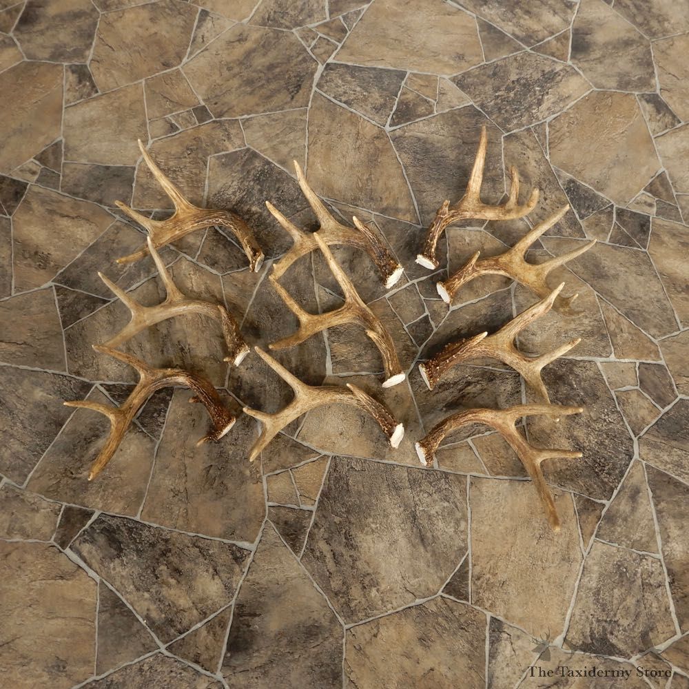 Whitetail Deer Antler Craft Pack For Sale #21330 @ The Taxidermy Store