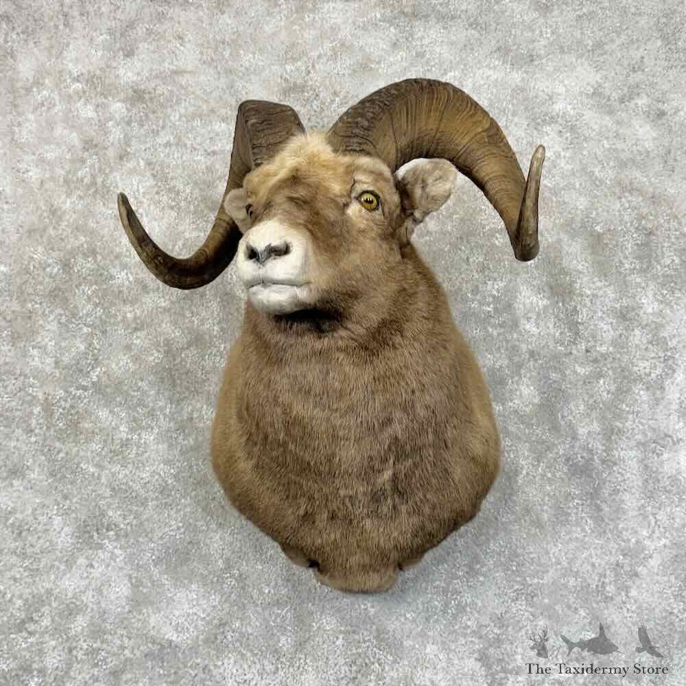 Yakutia Snow Sheep Shoulder Mount For Sale #31162 @ The Taxidermy Store